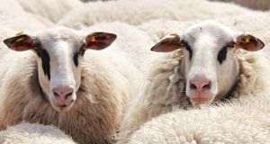 ANSVSA: Mii de ovine şi caprine, înregistrate diferit în evidenţe în Tulcea